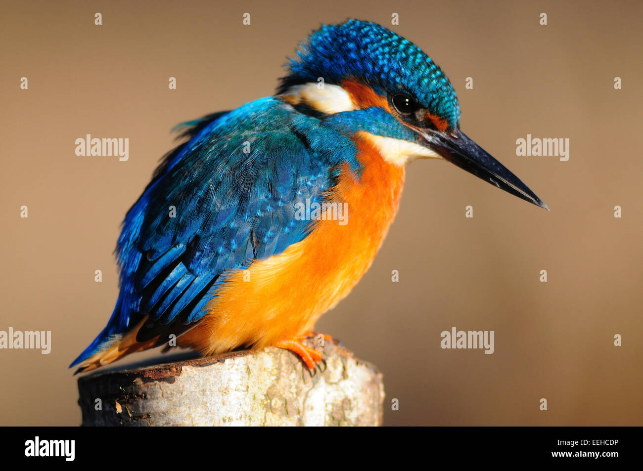 Kingfisher masculinos. Dorset, Reino Unido Foto de stock