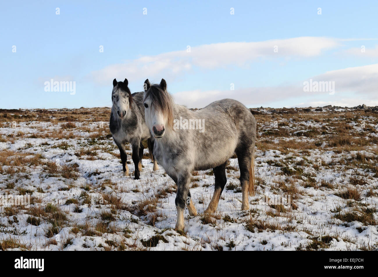 Wild Welsh ponis en la nieve en la Montaña Negra Rage Parque Nacional de Brecon Beacons Carmarthenshire Gales Foto de stock