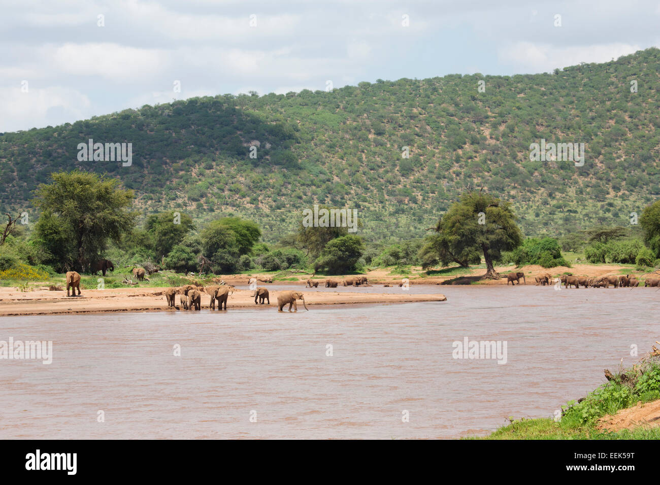 Manada de elefantes (Loxodonta africana), bebiendo en el río Uaso Nyiro en el Parque Nacional de Samburu, Kenia Foto de stock