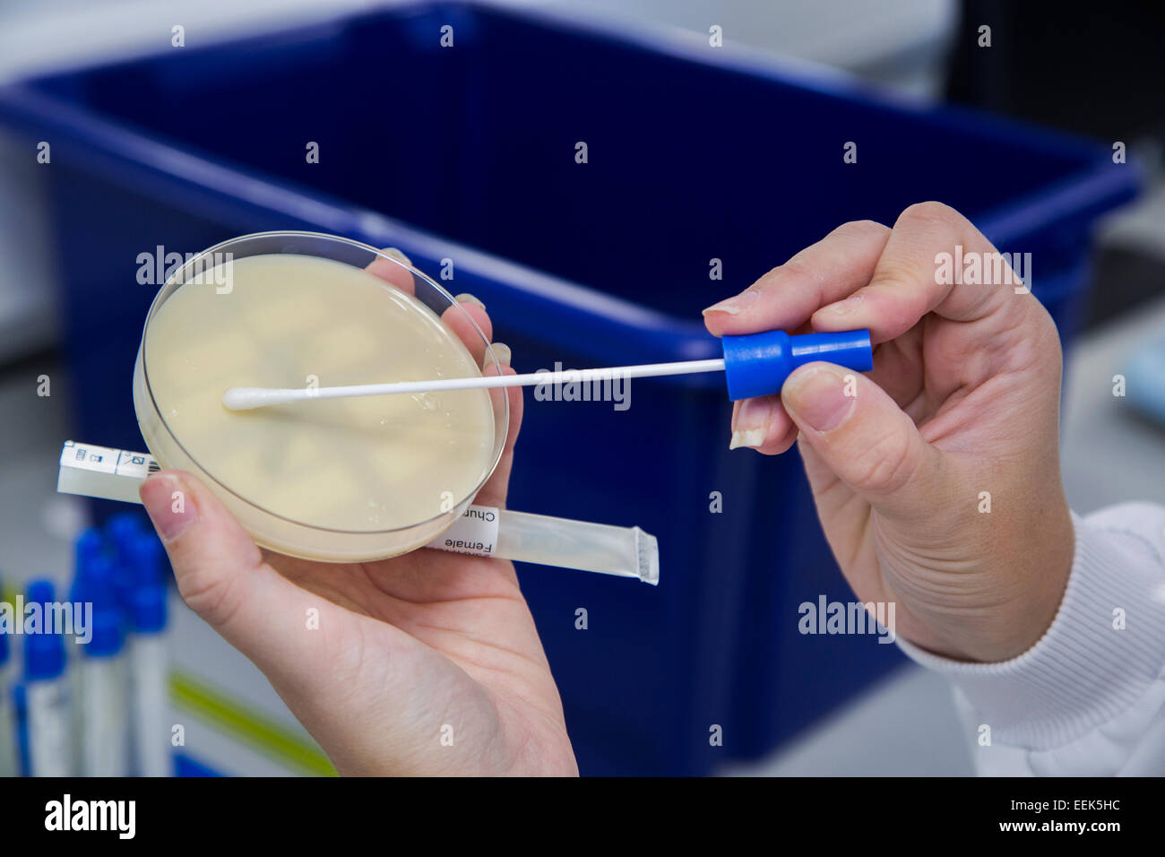 Un técnico de laboratorio de patología utilizando un hisopo de algodón en una placa de Petri con un cultivo de bacterias Foto de stock
