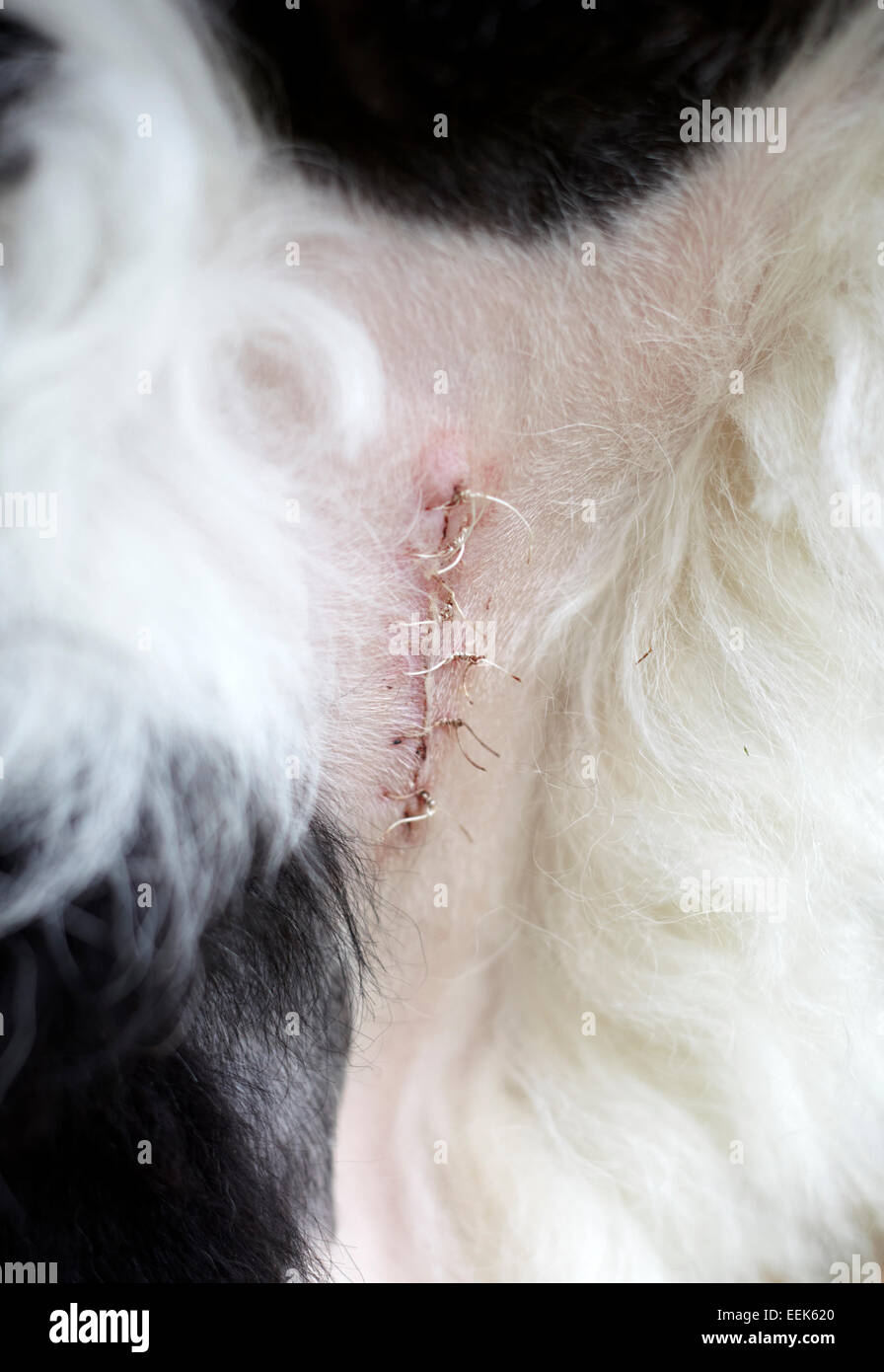 Herida canina fotografías e imágenes de alta resolución - Alamy