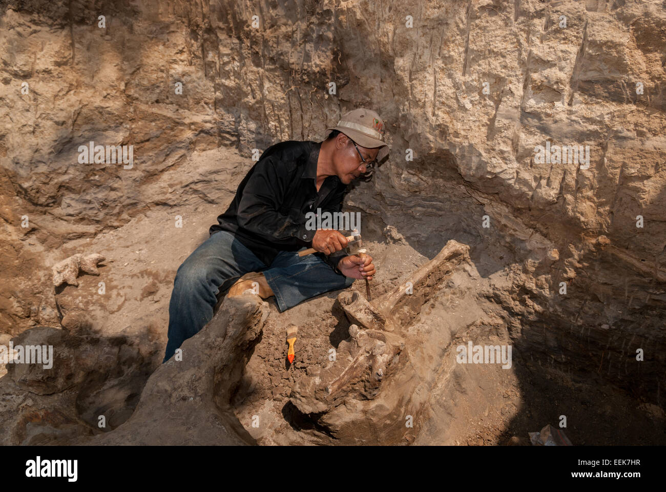 Un miembro del equipo de Investigación de Vertebrados de la Agencia Geológica de Indonesia está trabajando en el sitio de excavación de Elephas hysudrindicus en Blora, Indonesia. Foto de stock