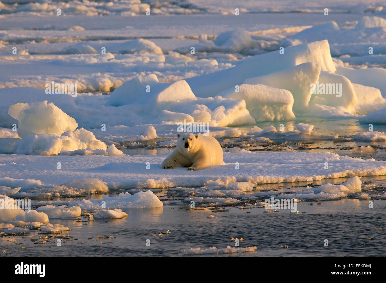 El oso polar (Ursus maritimus / Thalarctos maritimus) apoyado sobre bloques de hielo al atardecer, Svalbard, Noruega Foto de stock