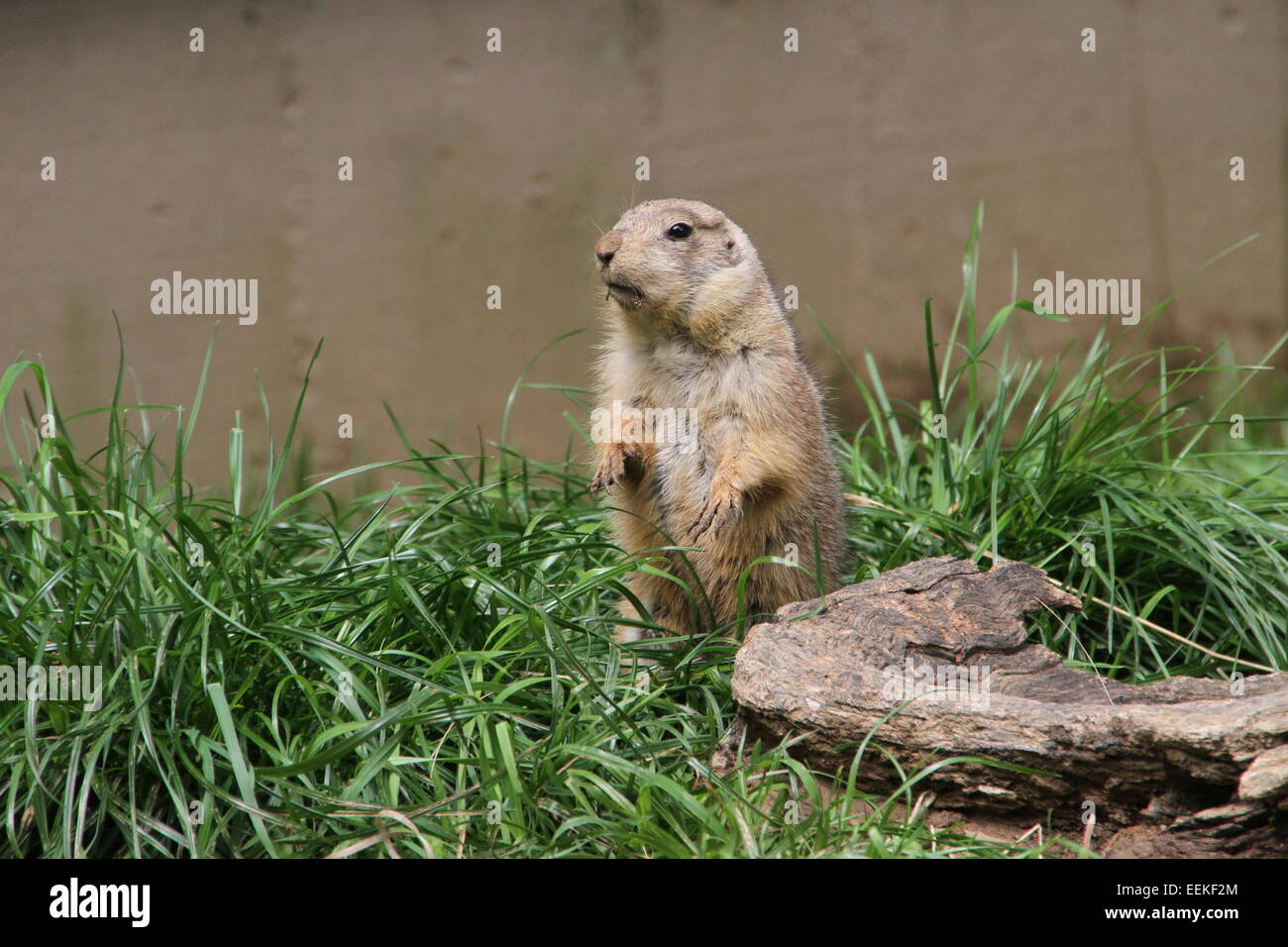 Marmot se situó en una posición ridícula Foto de stock