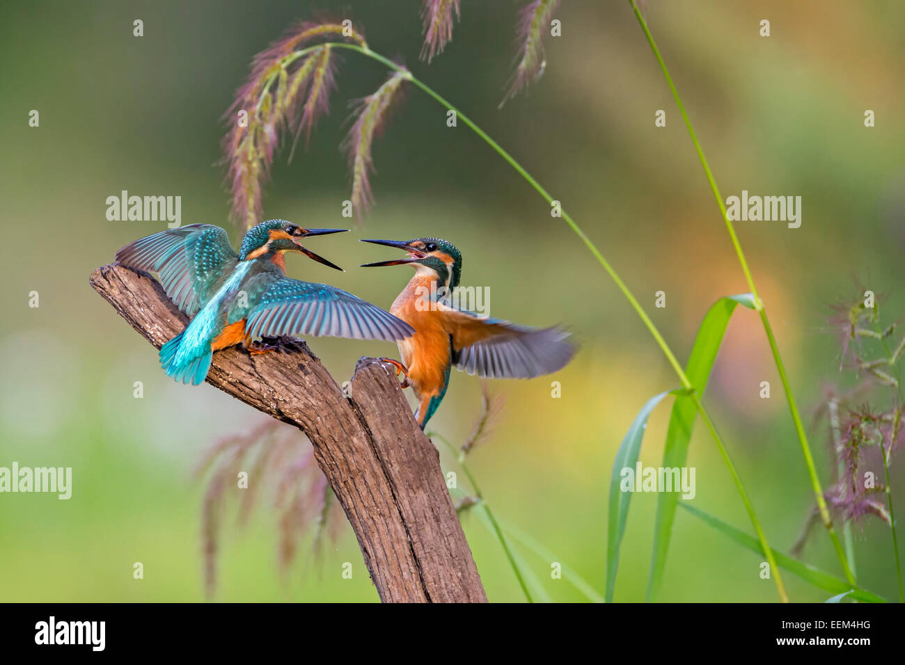 El martín pescador (Alcedo atthis), figting pájaros jóvenes, lucha territorial, la luz de la mañana, la Reserva de la Biosfera del Elba medio, Sajonia-Anhalt Foto de stock