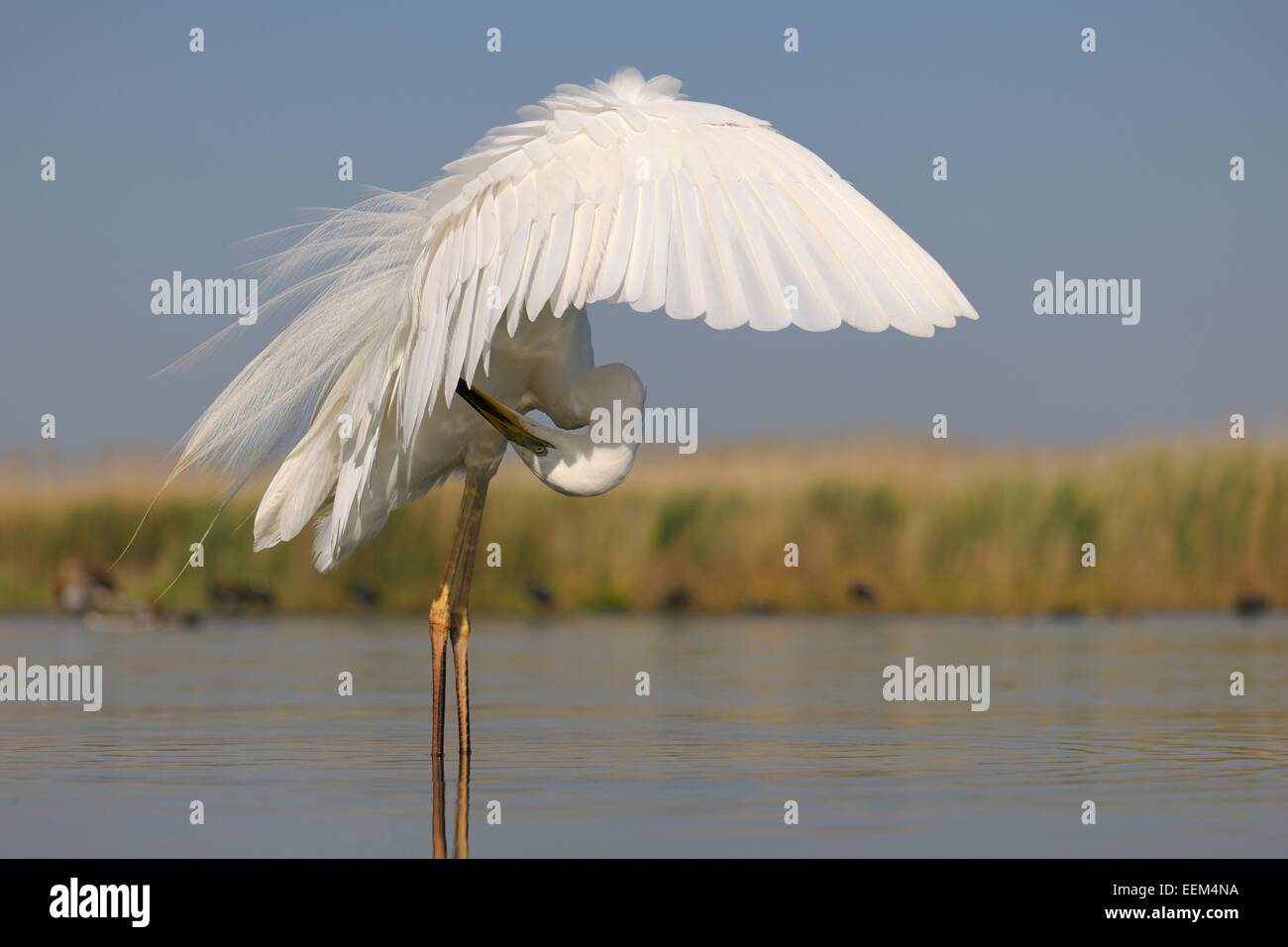 Garzón Blanco (Ardea alba), pájaro adulto en plumaje nupcial, acicalarse las plumas del ala, Parque Nacional Kiskunság, sureste de Hungría Foto de stock