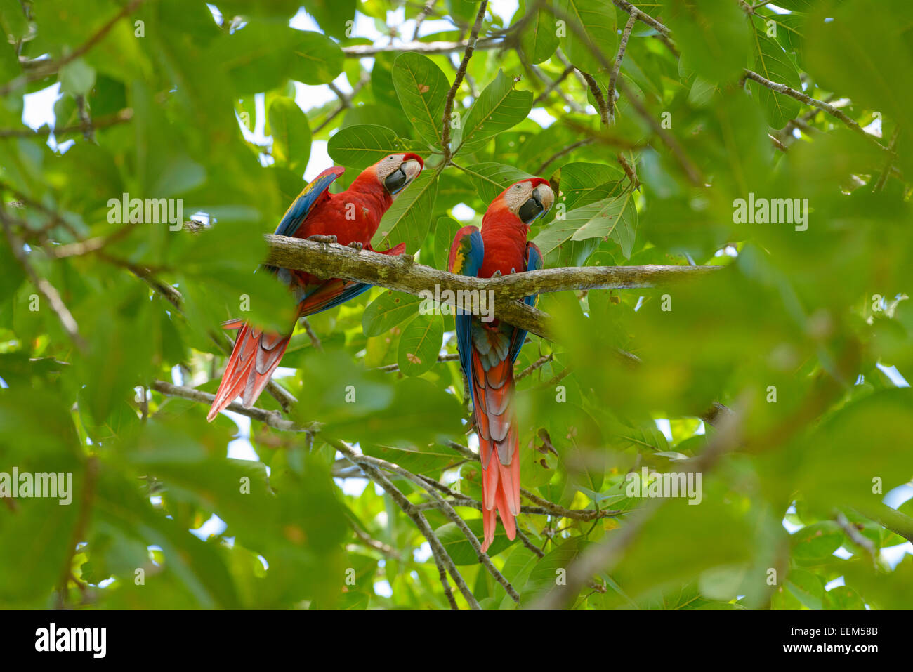 Las guacamayas rojas (Ara macao), posado en un almendro indio (Terminalia catappa), provincia de Puntarenas, Costa Rica Foto de stock
