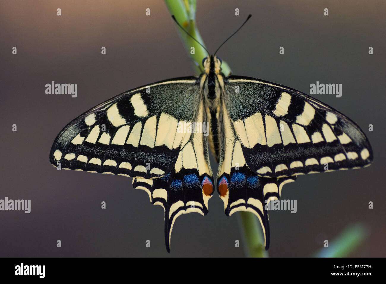 Israel, Papilio mariposa con alas sentado en planta de tallo Foto de stock