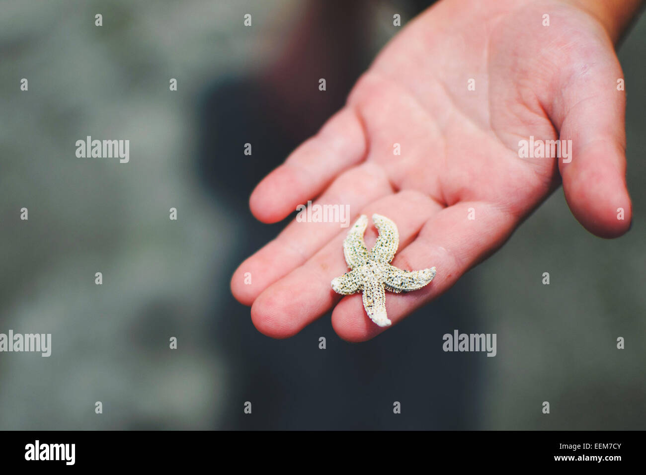 Primer plano de un niño que sostiene una estrella de mar en miniatura, EE.UU Foto de stock