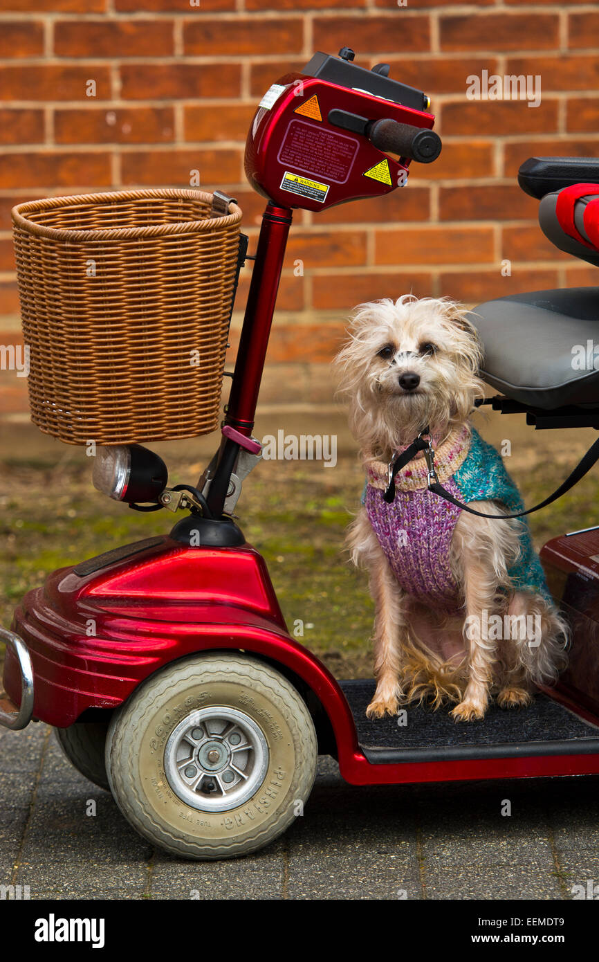 Dog on mobility scooter fotografías e imágenes de alta resolución - Alamy
