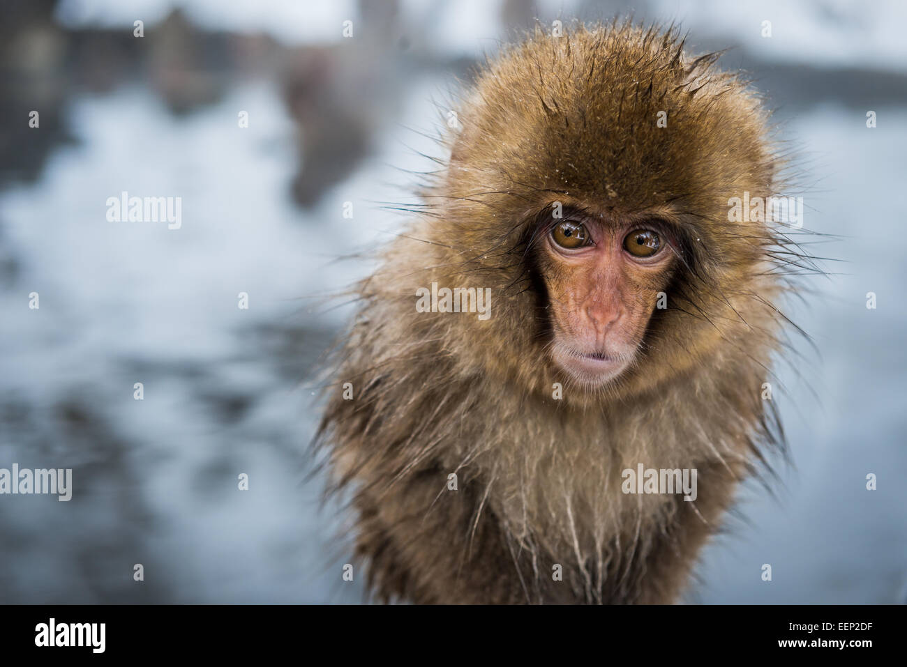 Mono de nieve fotografías e imágenes de alta resolución - Alamy