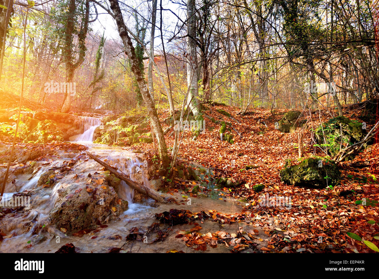 Creek en otoño bosque de montaña al amanecer. Foto de stock