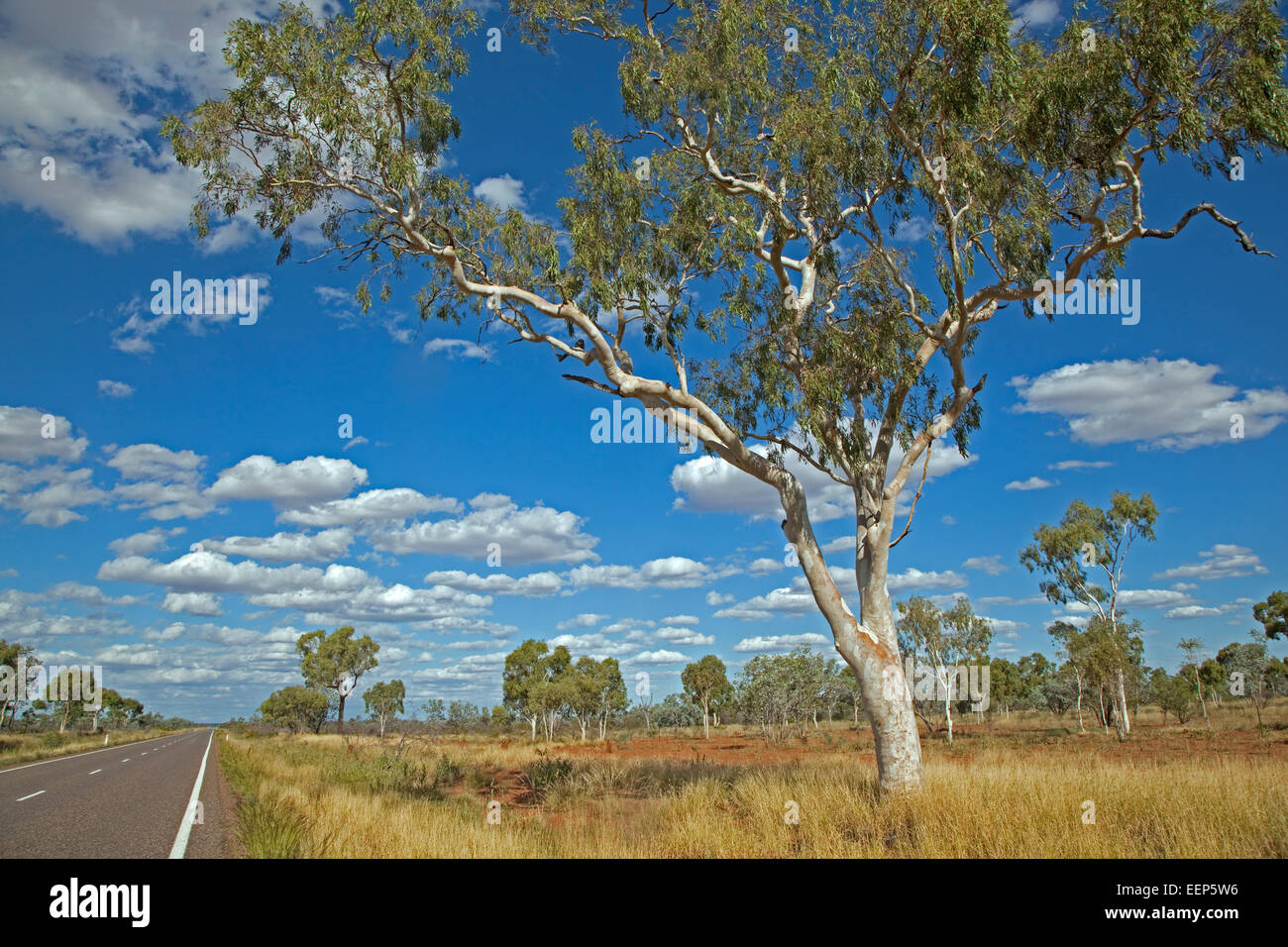 Eucalipto / goma árboles en el Outback australiano a lo largo de la autopista Barkly, Territorio del Norte, Australia Foto de stock