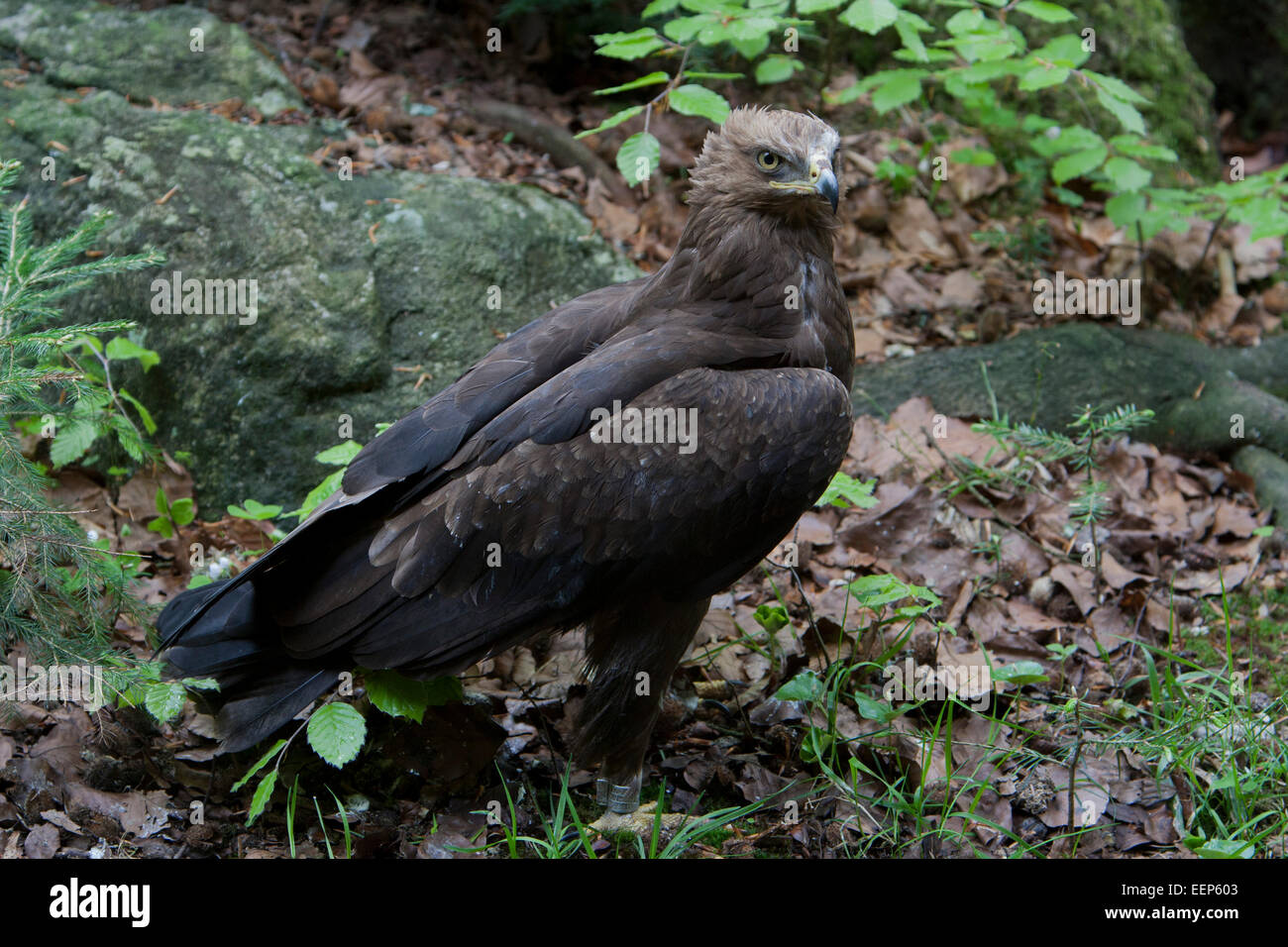 Lesser spotted eagle Schreiadler Foto de stock