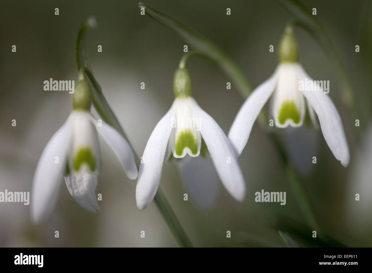 Schneeglöckchen / Galanthus nivalis / snowdrop [Galanthus nivalis] Foto de stock