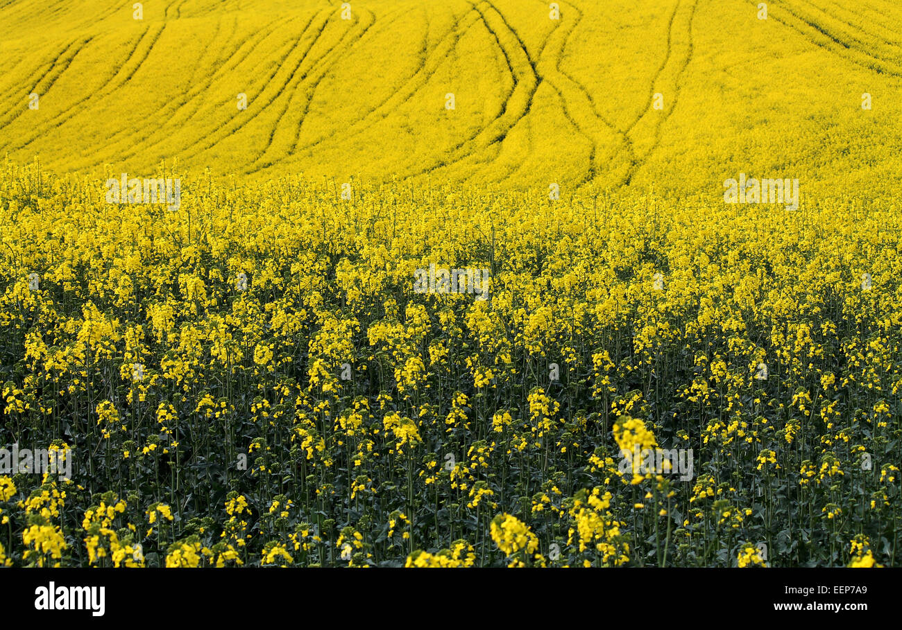 campos amarillos Foto de stock