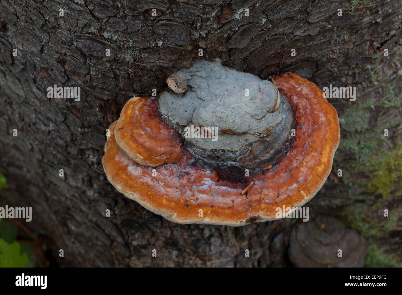 Un abgestorbener Zunderschwamm Bergfichte / Fomes fomentarius / hongo [Fomes fomentarius yesca, anteriormente: Ungulina fomentaria Foto de stock
