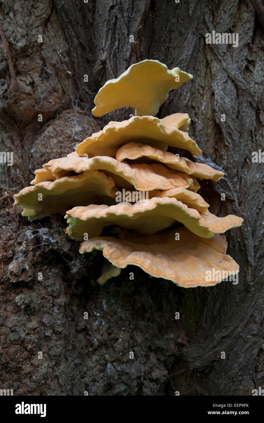 Soy Schwefelporling Stamm einer Robinie / Laetiporus sulfureus / chicken mushroom [Laetiporus sulfureus] Foto de stock