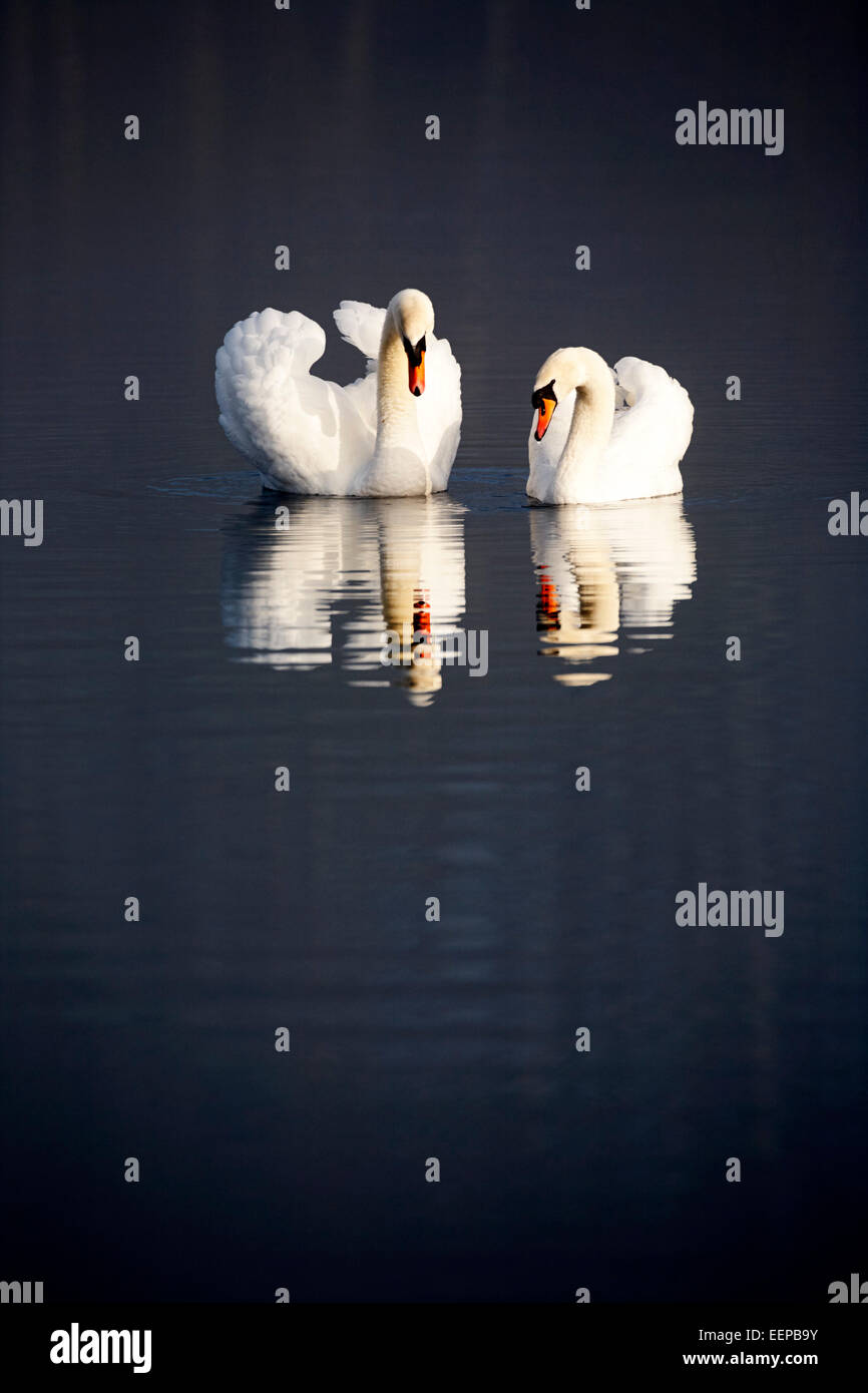 Dos cisnes nadando en un lago, temprano en la mañana Irlanda Foto de stock