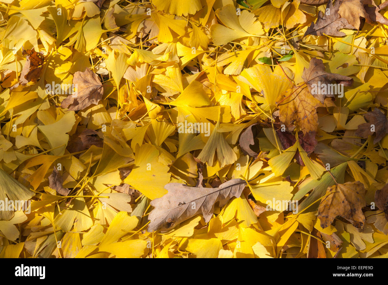 Caído el otoño Ginko Bilboa deja en el suelo Foto de stock