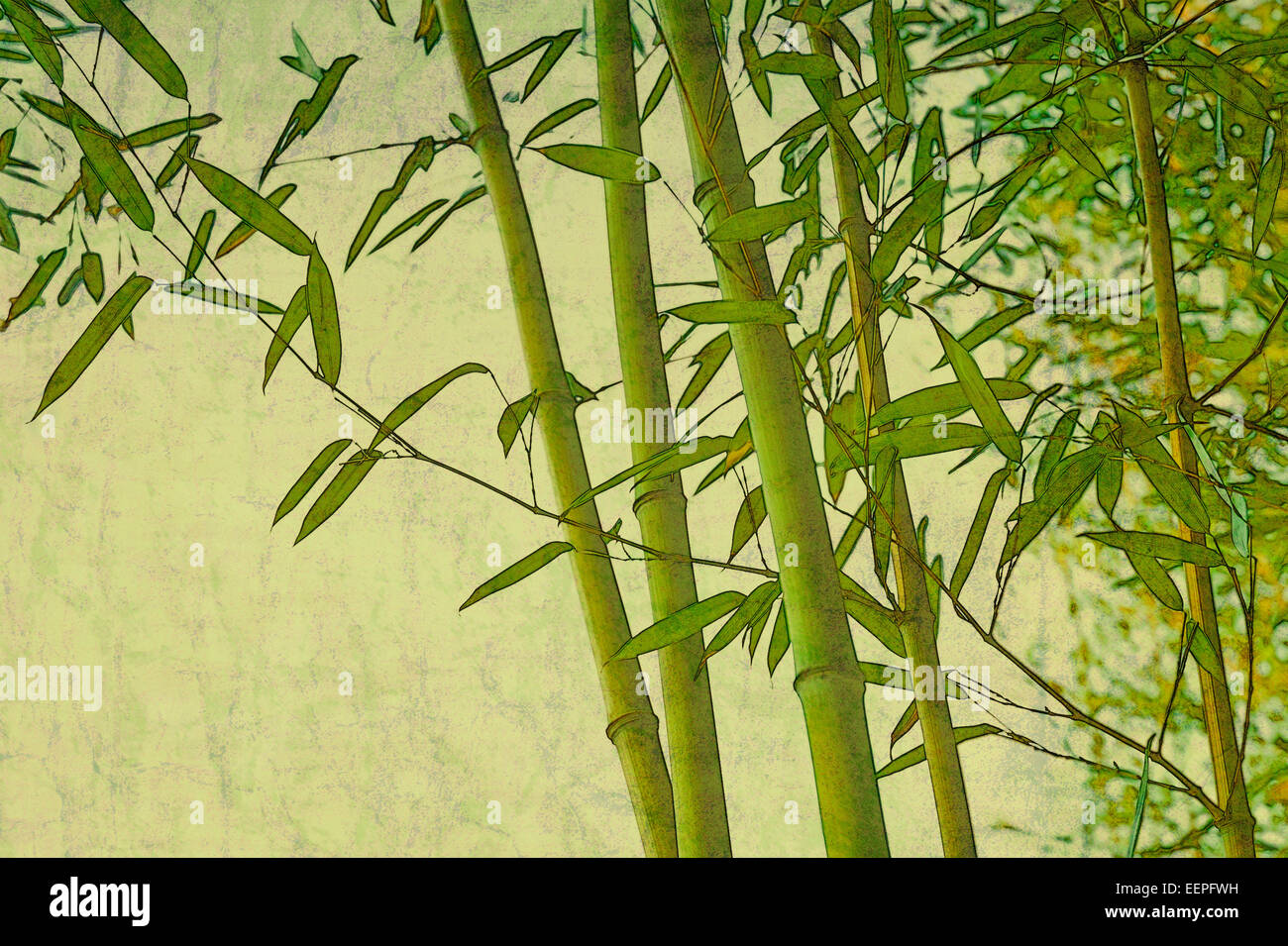 Grunge vintage bamboo Zen natural verde fondo de textura mixed media  fotografía ilustración digital con espacio de copia Fotografía de stock -  Alamy