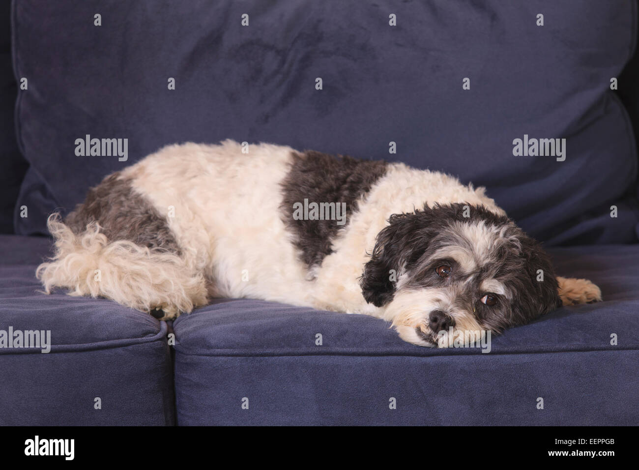 Servicio para perros descansando en cama Foto de stock