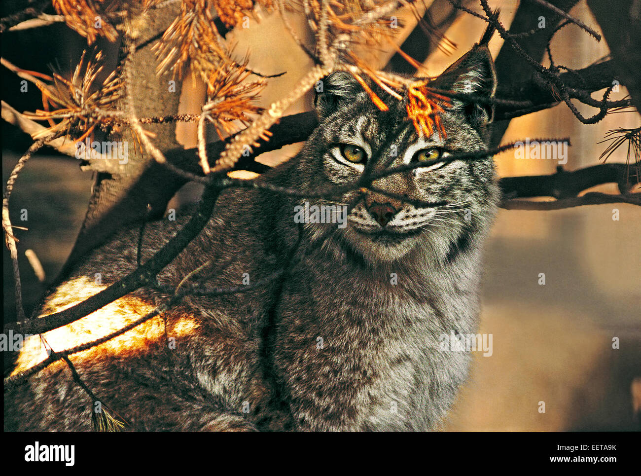El lince eurásico (Lynx Lynx lynx) en bosques de coníferas mixto Foto de stock