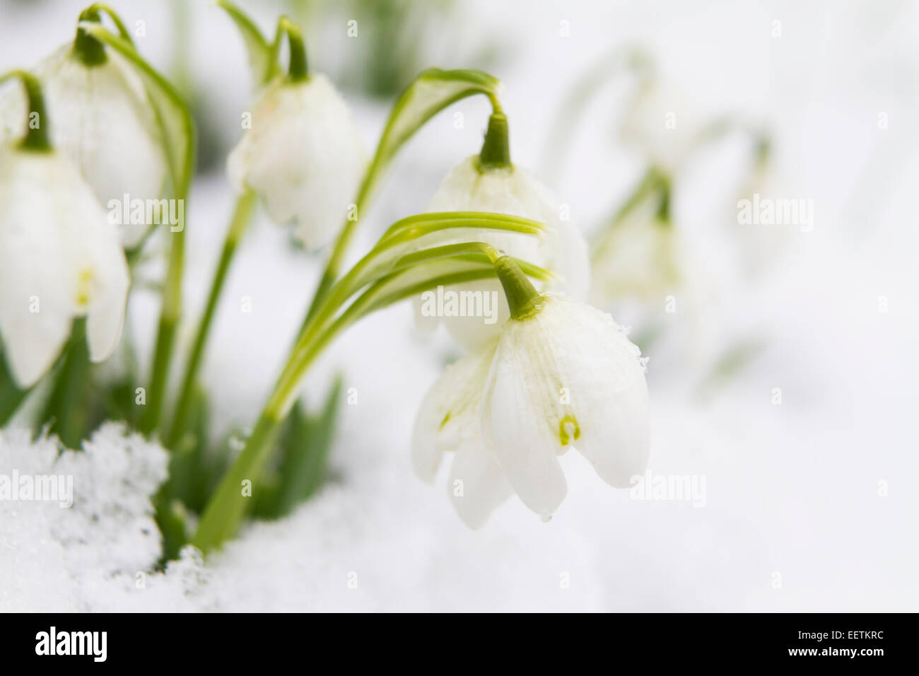 Campanilla de las nieves crece en la nieve Foto de stock