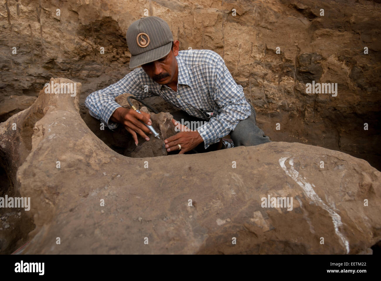 El paleontólogo Iwan Kurniawan está trabajando en la excavación de huesos fosilizados de Elephas hysudrindicus en Blora, Java Central, Indonesia. Foto de stock