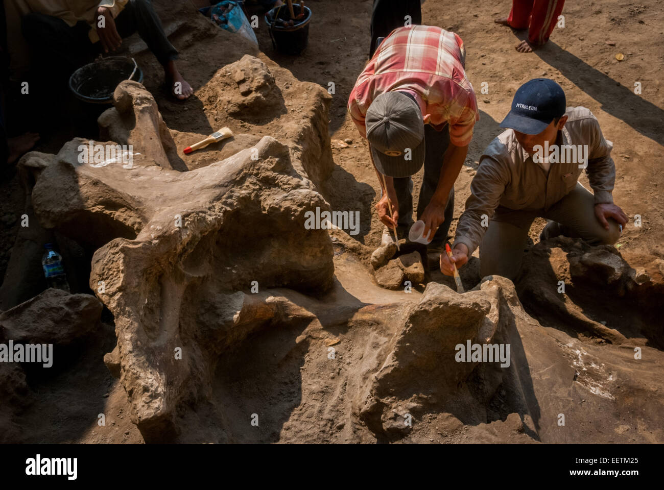 Paleontólogos que trabajan en los huesos fosilizados de Elephas hysudrindicus, una especie de elefante extinto que vivió durante la época del Pleistoceno, en Indonesia. Foto de stock