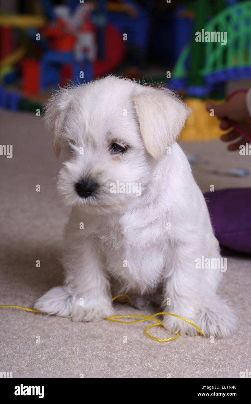 Schnauzer Miniatura Blanco Fotos E Imagenes De Stock Alamy