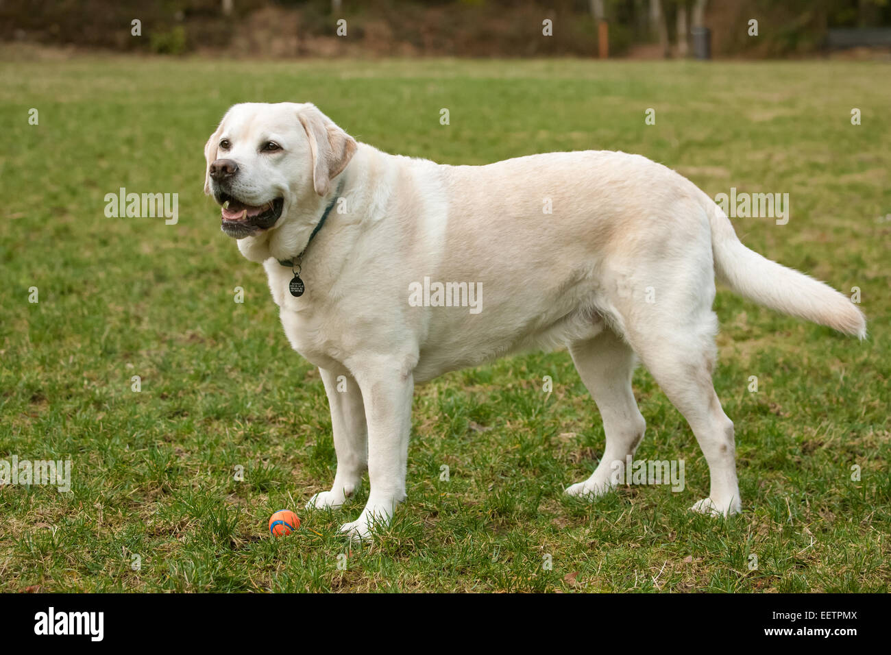Labrador inglã©s fotografías e imágenes de alta resolución - Alamy