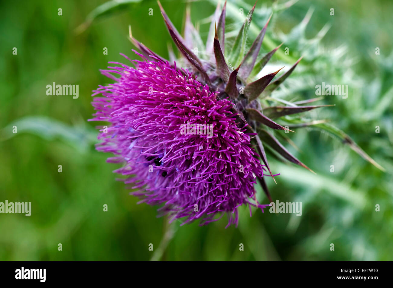 Cardo almizcle con flor, nutanes de Carduus, flor púrpura con escarabajos de flores, Brassicogethes aeneus, en pastos de tierra baja, Berkshire, Ju Foto de stock