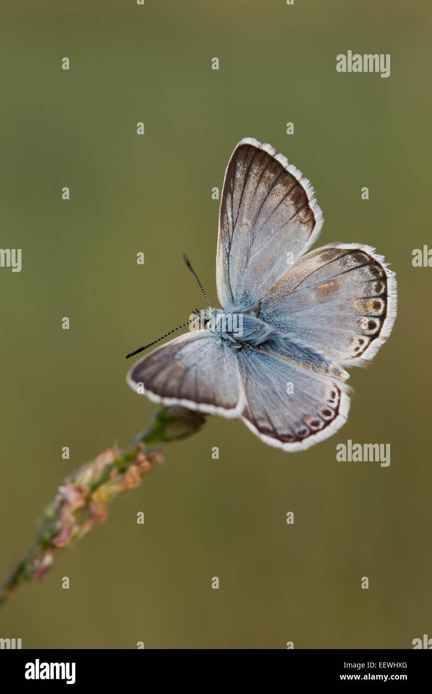 Chalkhill Polyommatus coridón mariposas azules posados en el lado de la cabeza de hierba con alas superiores abrirá mostrando la cara dorsal Foto de stock