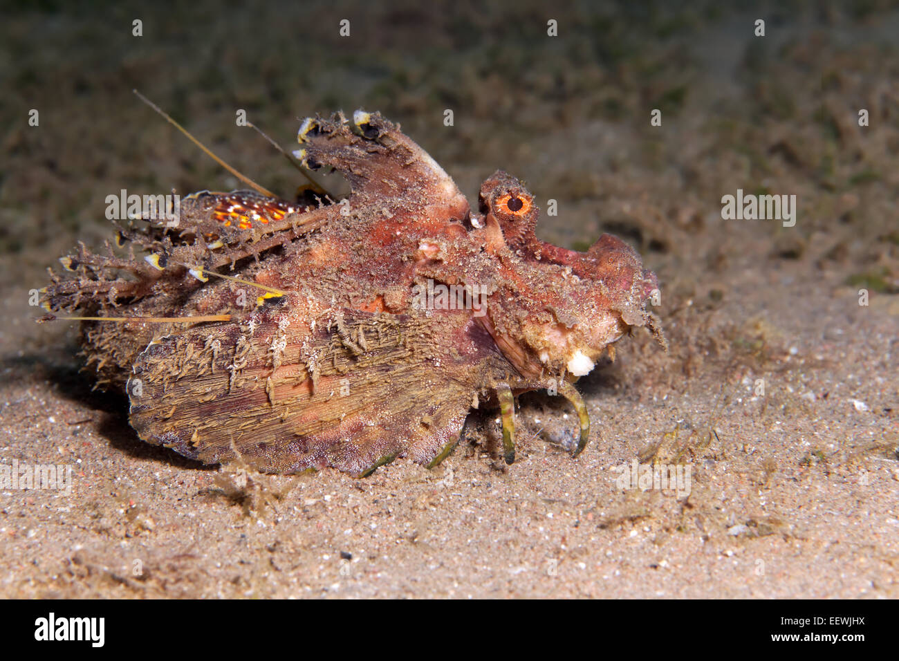 Aletas de filamentos Stinger, dos-stick Stingfish o Diablo Scorpionfish (Inimicus filamentosus), Jordania Foto de stock