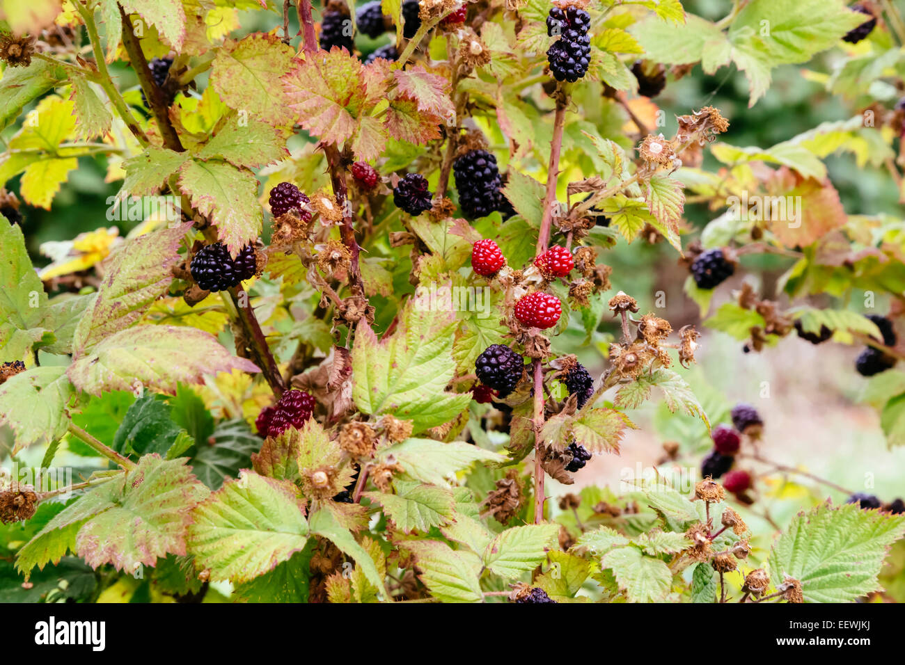 Blackberry Silvan Berry Fotos e Imágenes de stock - Alamy