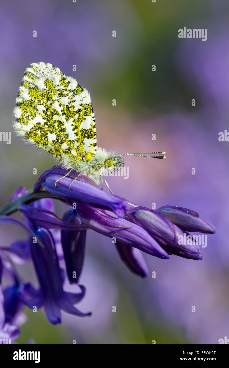 Anthocharis cardamines naranja-punta mariposa posarse sobre Bluebell común (Hyacinthoides non-scripta), Malvern Hills, Worcesters Foto de stock