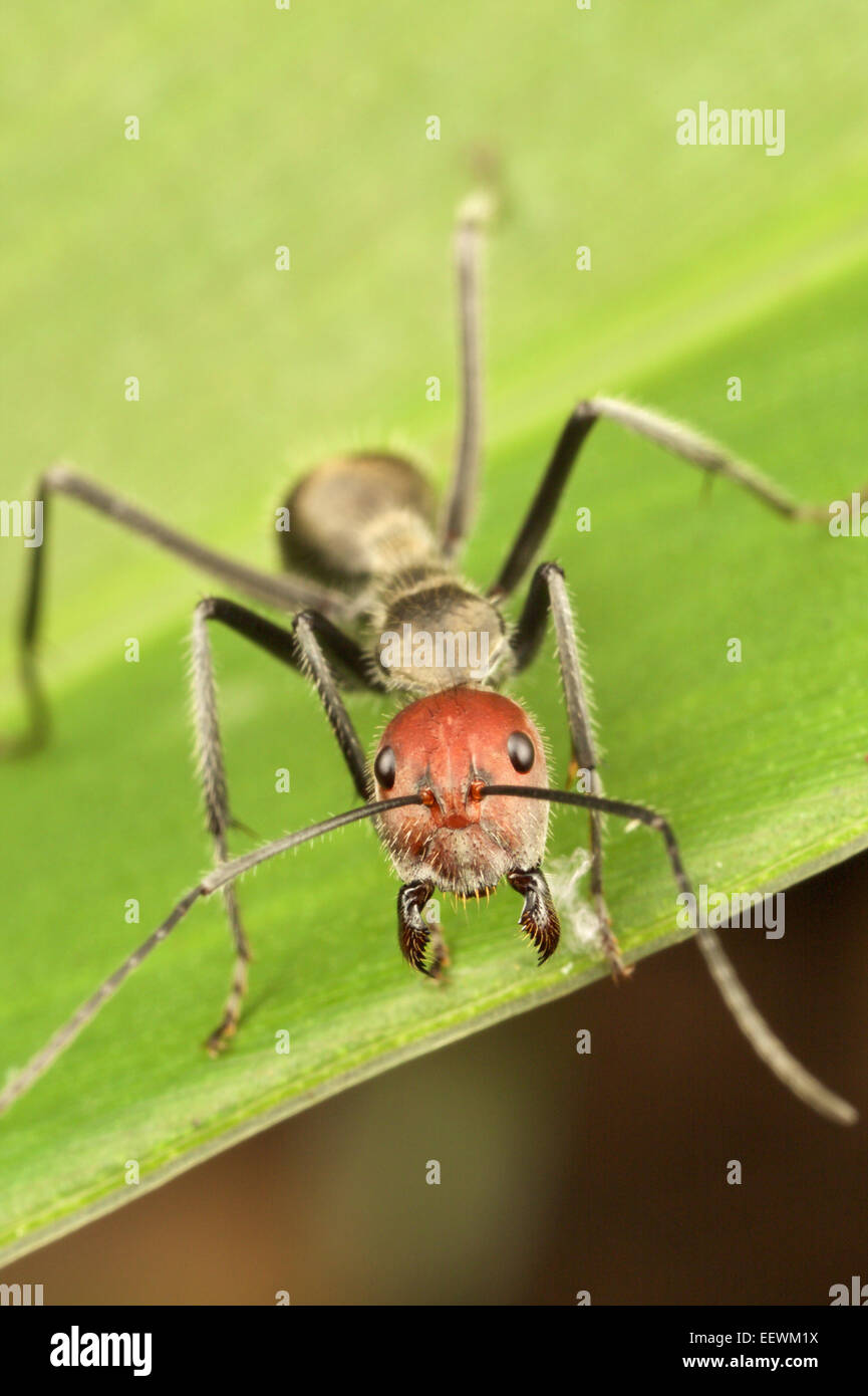 Carpenter ant (siendo Camponotus sp.). Foto de stock