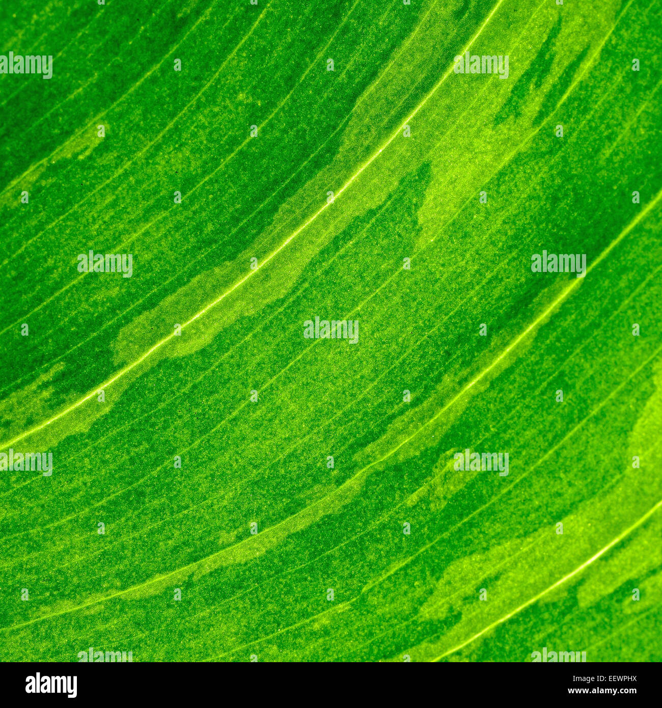 Textura de fondo abstracto hoja verde Foto de stock