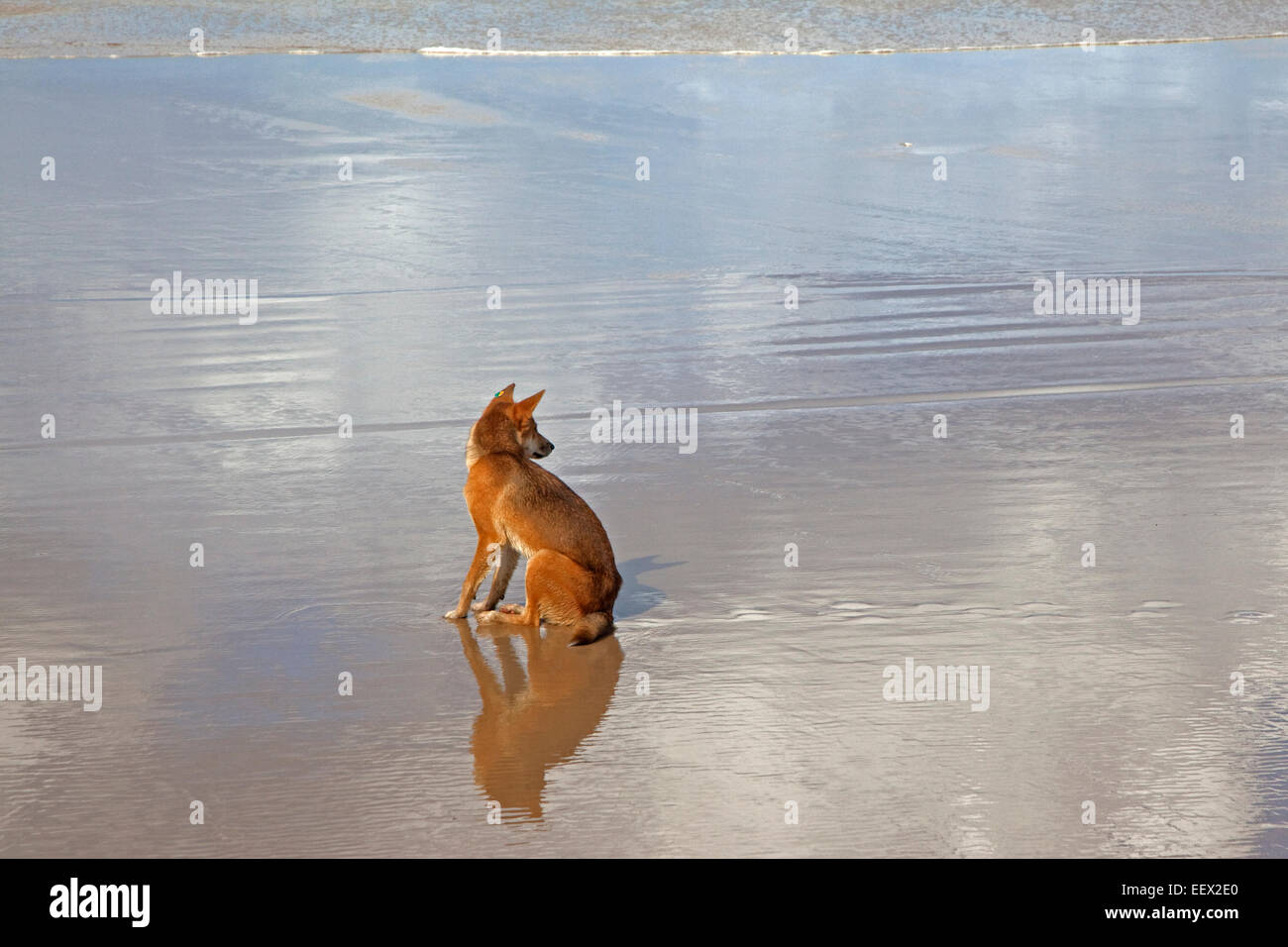 Dingo (Canis lupus dingo) etiquetados con destinar sentado en la playa en la Isla Fraser, Queensland, Australia Foto de stock