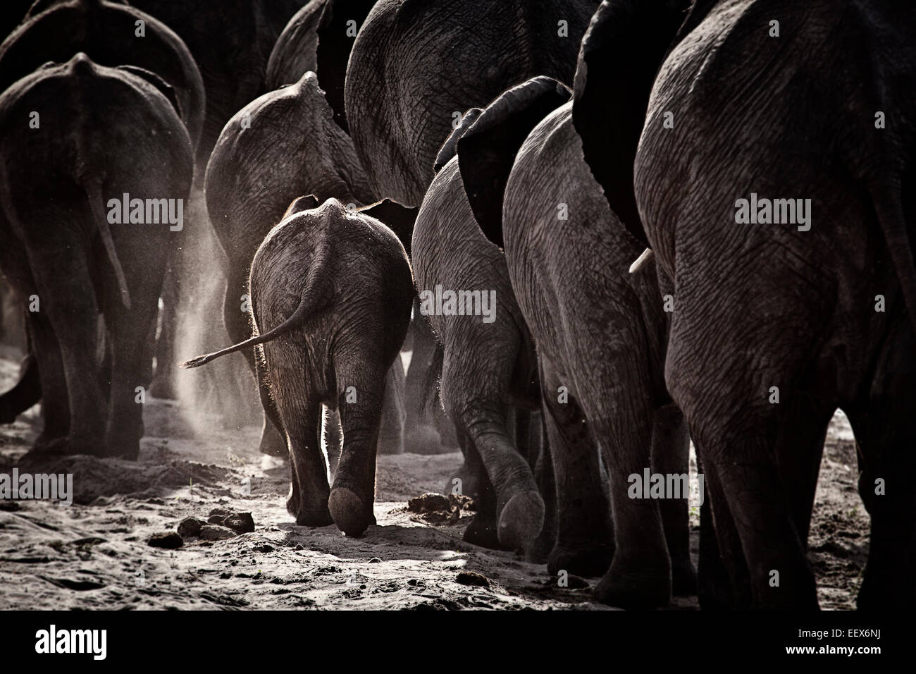 Elefante africano Foto de stock