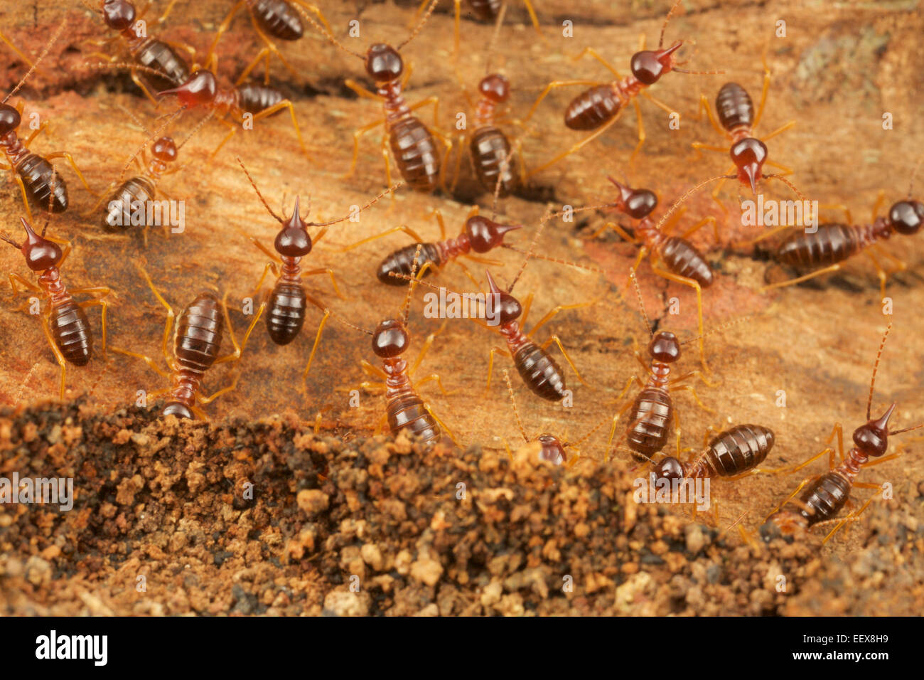 Hospitalitermes Nasute termitas (sp) en el Parque Nacional de Khao Yai, Tailandia. Foto de stock
