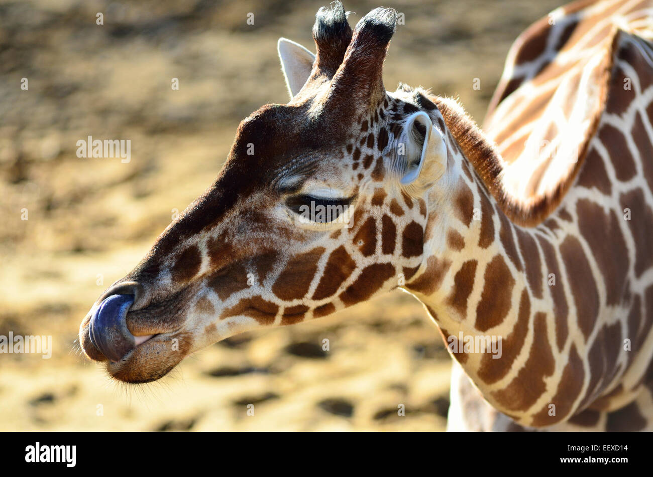 Giraffe lamer su nariz con ella;s lanza larga (USO EDITORIAL SOLAMENTE) Foto de stock