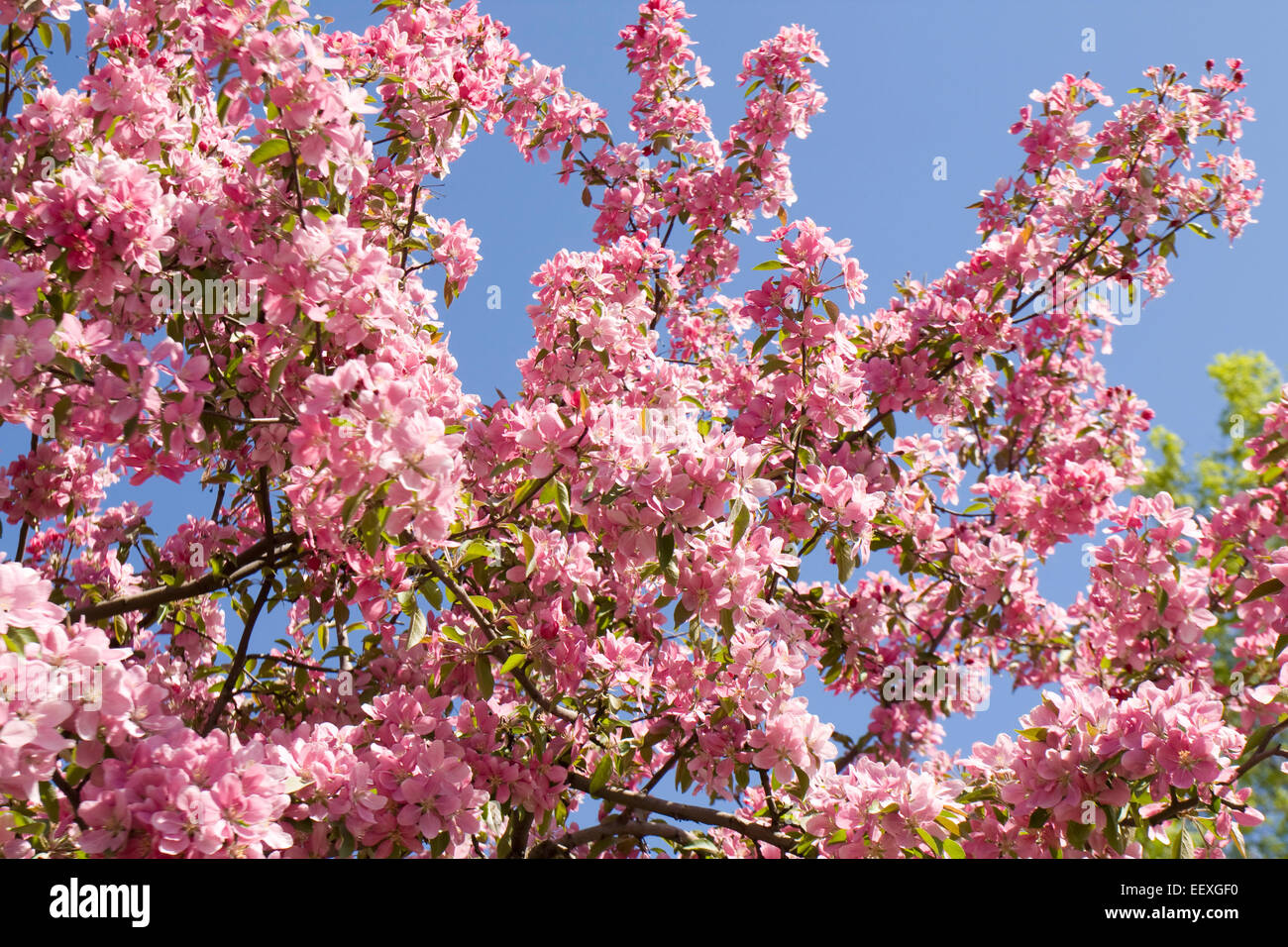 Ramas de cerezo Japonés (Sakura) en flor de color rosa con flores en azul  cielo Fotografía de stock - Alamy