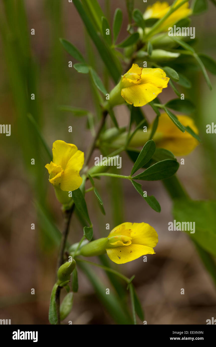 Rama con flores amarillas (Citisus scoparius) Foto de stock