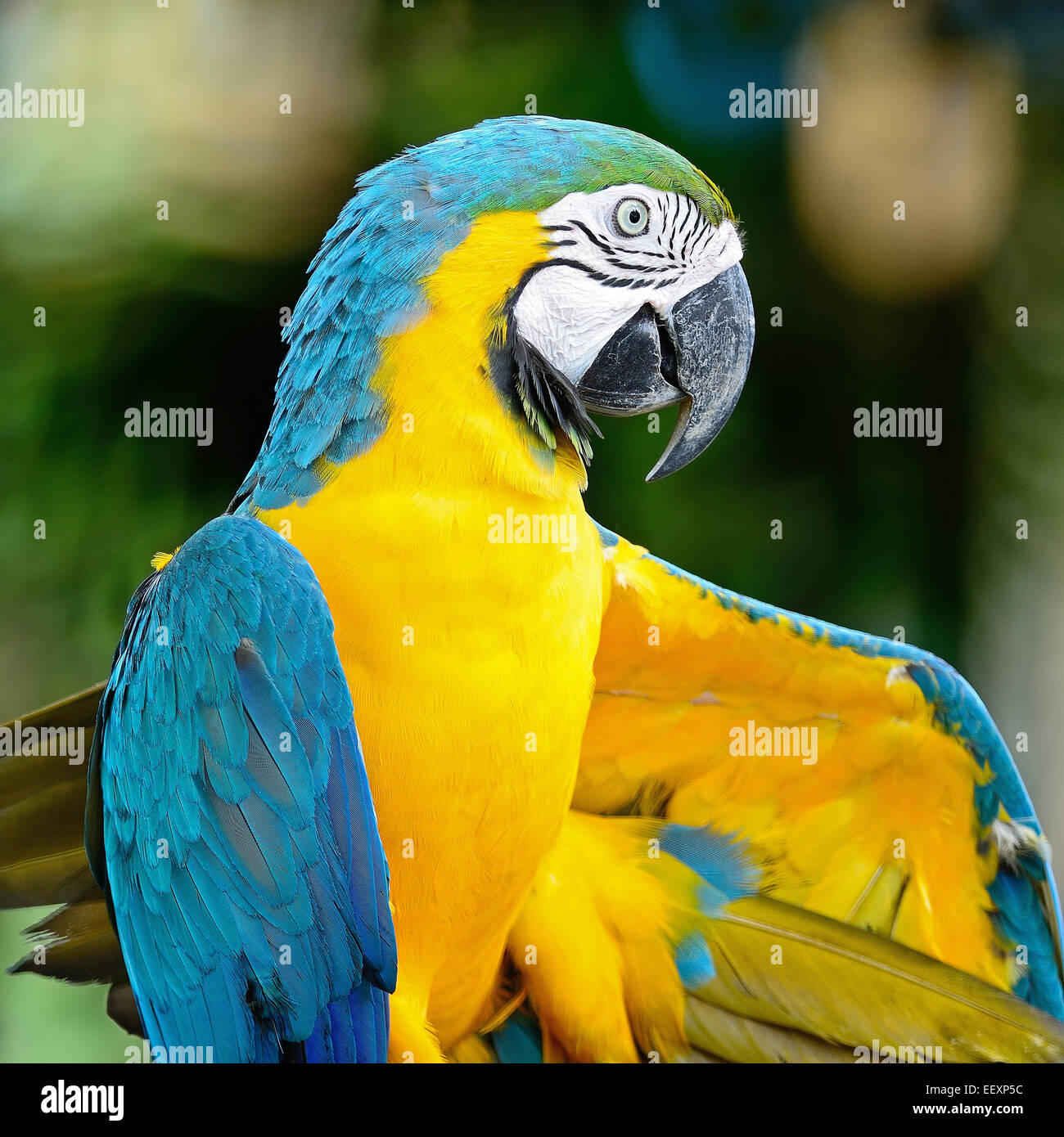 Colorido de guacamayo azul y oro pajarera, perfil vertical Foto de stock