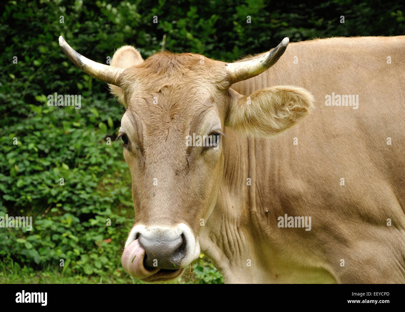 Luz brown cow masticar con la lanza en la fosa nasal Foto de stock