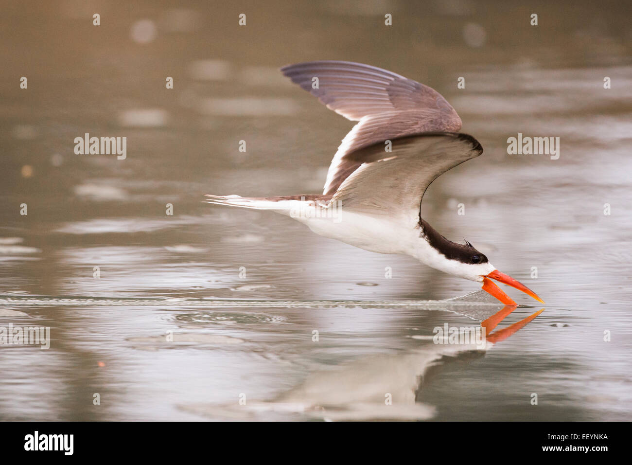 Skimmer africanos rozando con pico en el agua Foto de stock