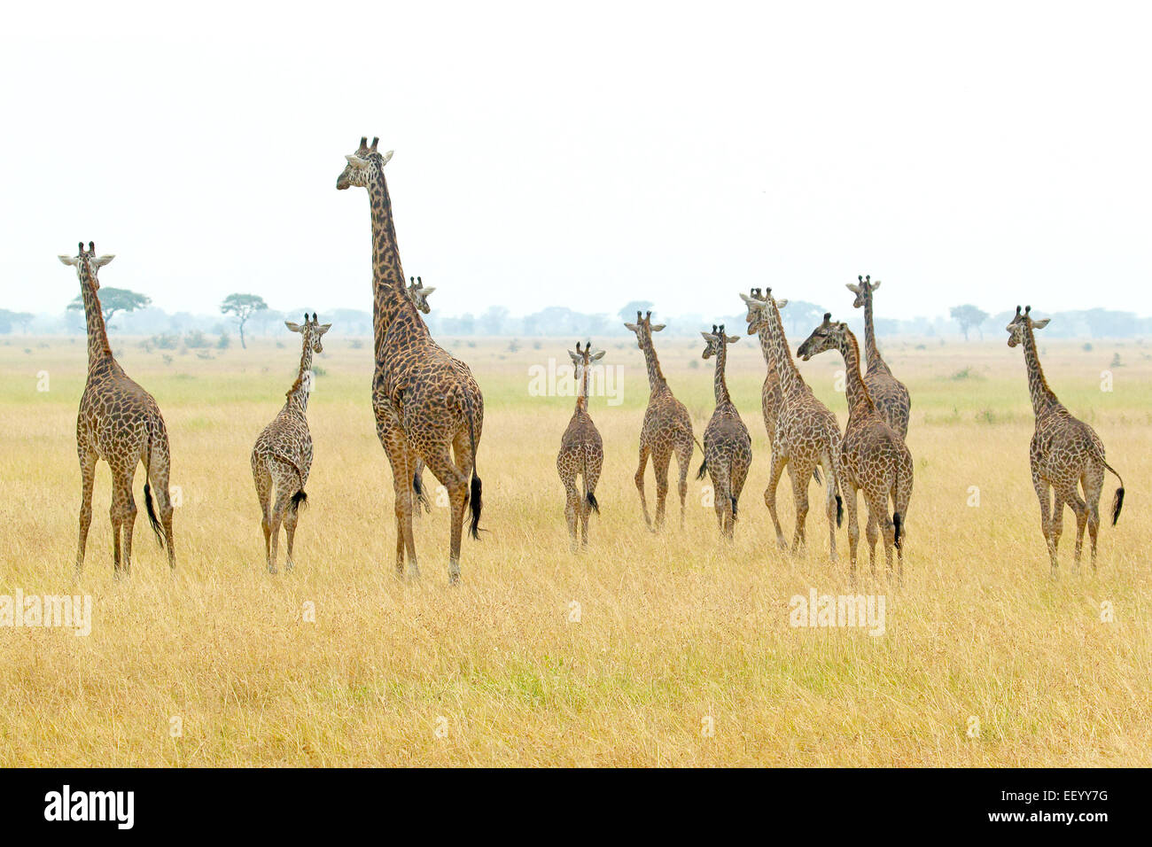 Un grupo de jirafas (Giraffa camelopardalis) en el Parque nacional Serengeti, Tanzania Foto de stock