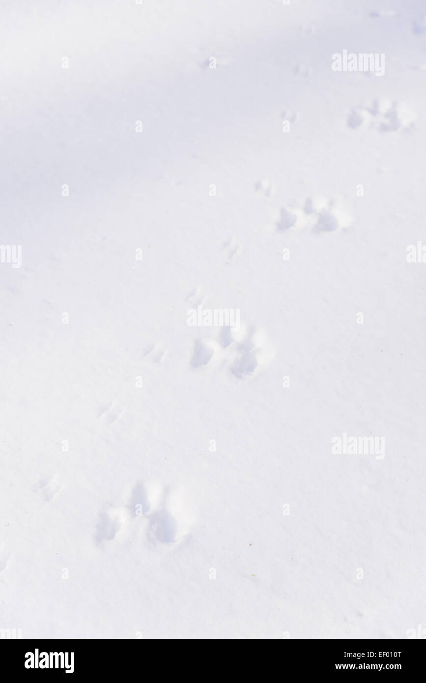 Huellas de animales en la nieve del invierno, Dumfries y Galloway